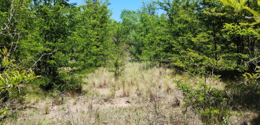 21.979 m2 sobre ruta en San Huberto, Nono. OPORTUNIDAD (RETASADO)