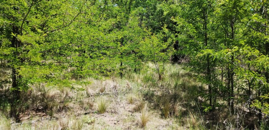 21.979 m2 sobre ruta en San Huberto, Nono. OPORTUNIDAD (RETASADO)