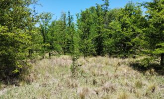 21.979 m2 sobre ruta en San Huberto, Nono. OPORTUNIDAD (RETASADO)