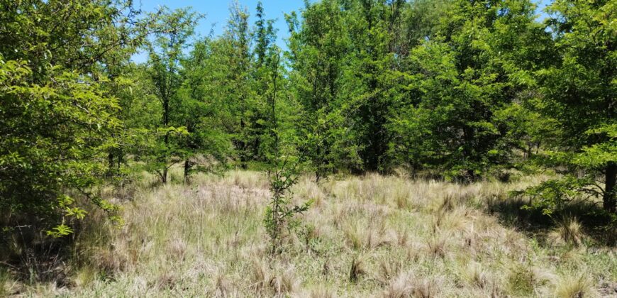 21.979 m2 sobre ruta en San Huberto, Nono. OPORTUNIDAD (RETASADO)