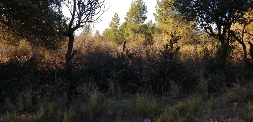 Fracción de terreno 46.960 m2 en Las Rabonas