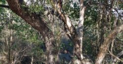 Terreno de 17.615 m2 en La quebrada, Las Calles