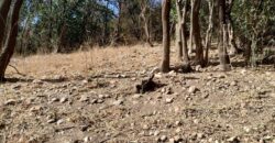 Terreno 1.516 m2 en calle Los Cardenales Nono