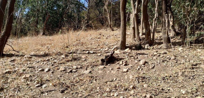 Terreno 1.516 m2 en calle Los Cardenales Nono