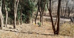 Terreno 1.516 m2 en calle Los Cardenales Nono