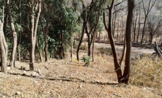 Terreno 1.516 m2 en calle Los Cardenales Nono