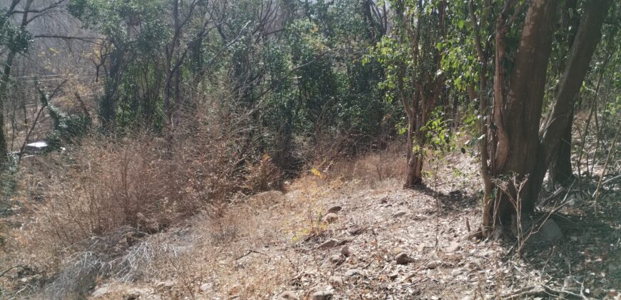 Terreno 1.516 m2 en calle Los Cardenales Nono