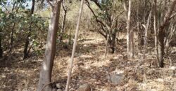 Terreno 1.516 m2 en calle Los Cardenales Nono