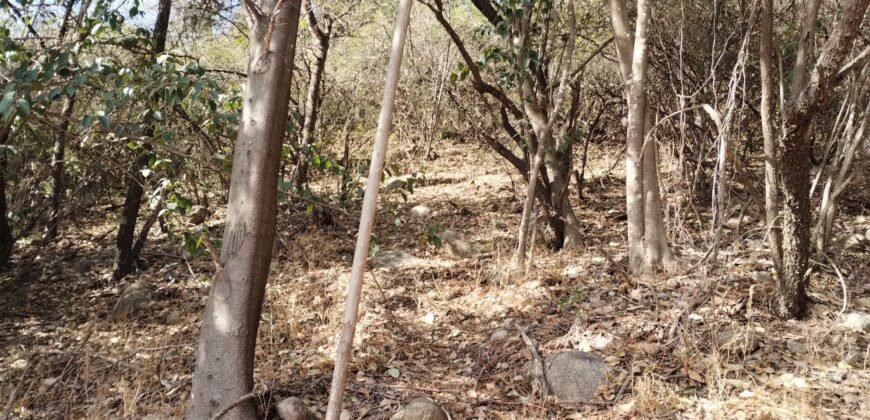 Terreno 1.516 m2 en calle Los Cardenales Nono