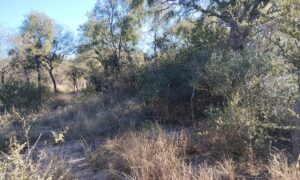 Terreno Baldío Camino a Boca del río en Las Tapias