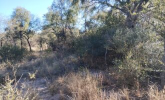 Terreno Baldío Camino a Boca del río en Las Tapias