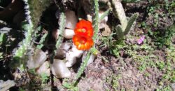 Casa con departamento independiente en Mina Clavero