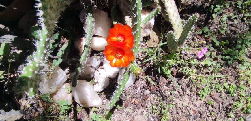Casa con departamento independiente en Mina Clavero