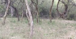 Lotes en Los Hornillos con vegetación autóctona y vistas a las sierras