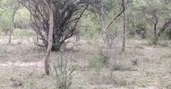 Lotes en Los Hornillos con vegetación autóctona y vistas a las sierras