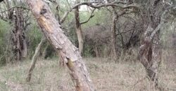 Lotes en Los Hornillos con vegetación autóctona y vistas a las sierras